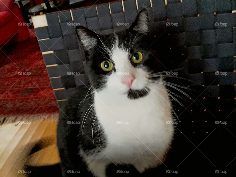hopeful cat sitting on a chair at the table