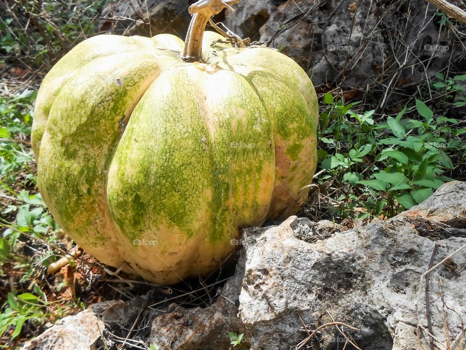 Huge Pumpkin Between Rocks