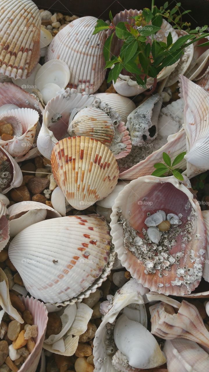 Souvenir, Seashell, Shellfish, Decoration, Shell