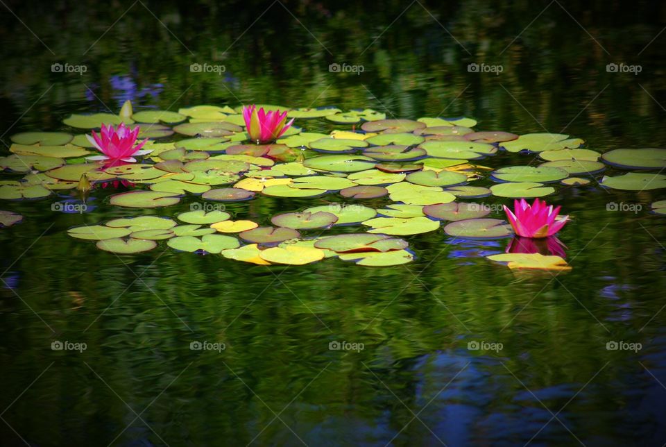 Water Lilies. Beautiful Japanese Garden at Jacksonville Zoo, Florida. The water lilies reminded me of one of Monet's paintings.