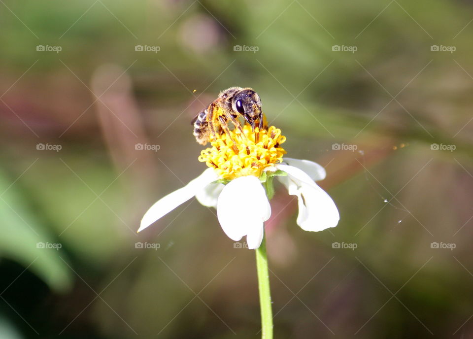 Bee on white flower