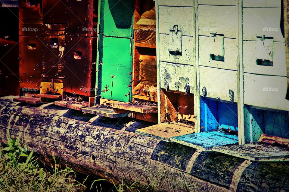 beeyards. big traffic around the landing zone