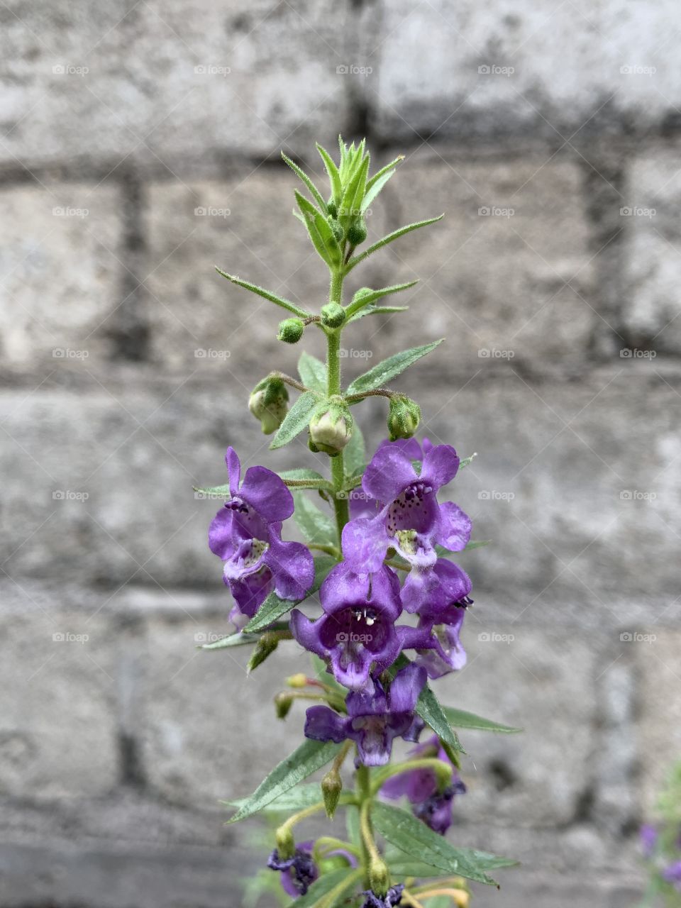 Portrait of a plant