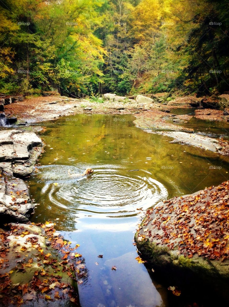 The dip. On a hot day a nice cold dip is planned.