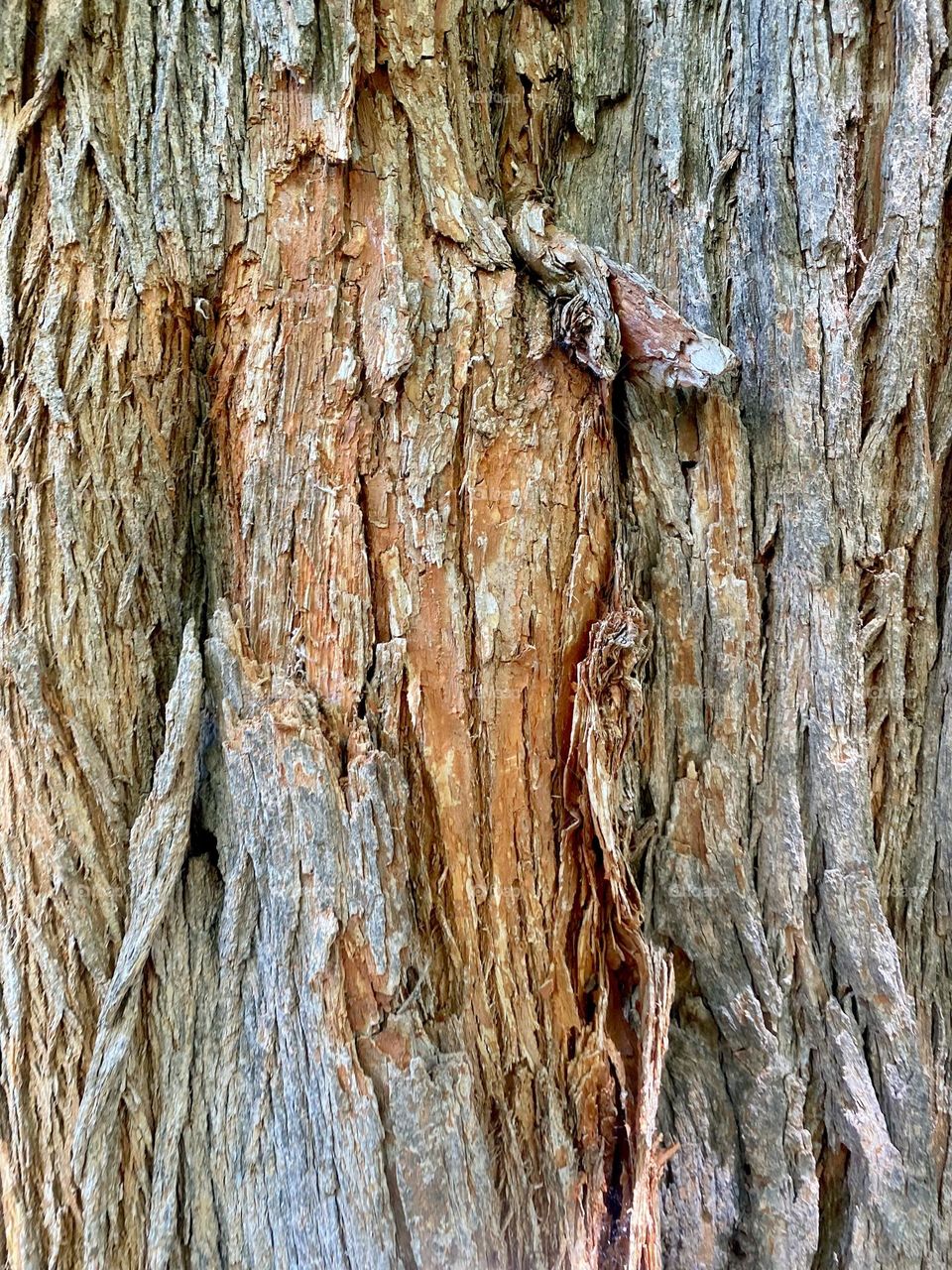 Bare Tree Bark 