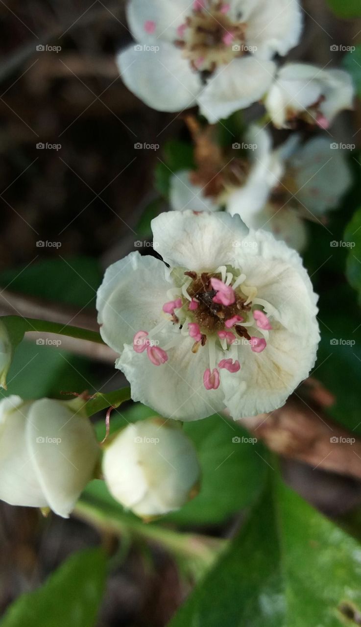 white blossom