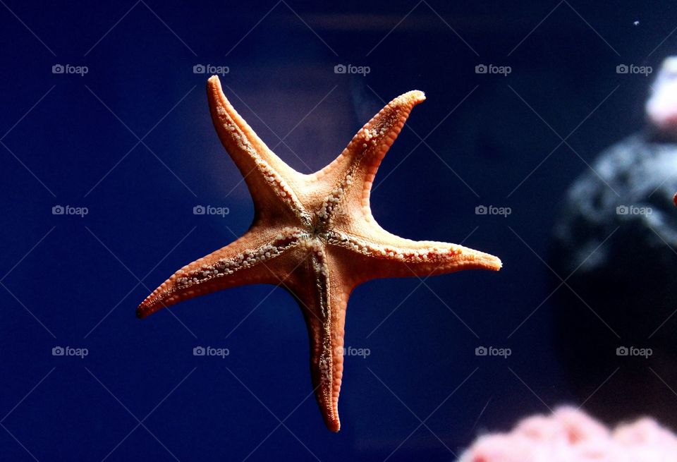 Starfish