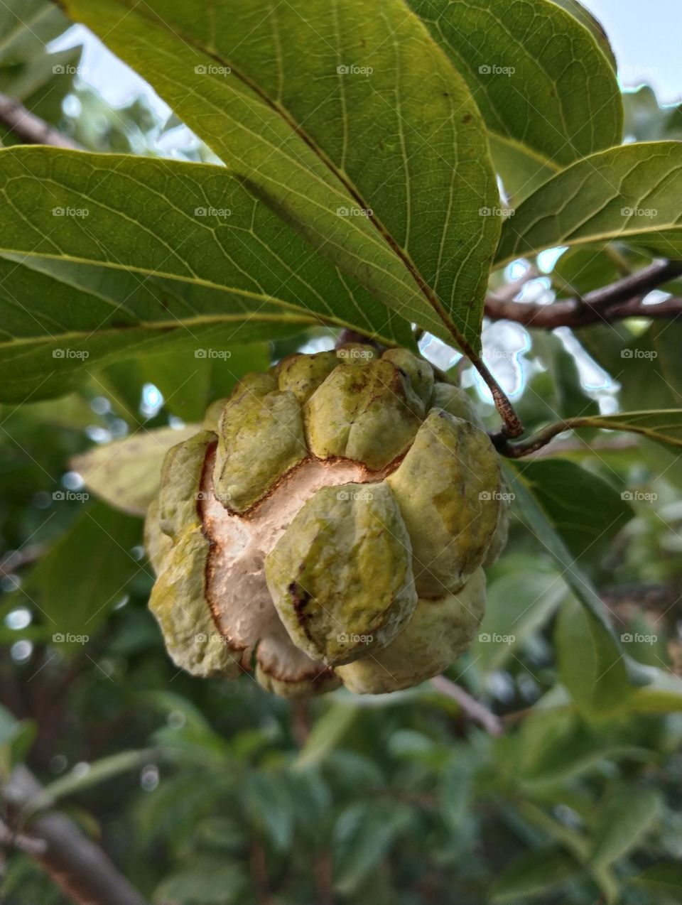 Custard apple: fruiting branch with sections of fruit and seeds.