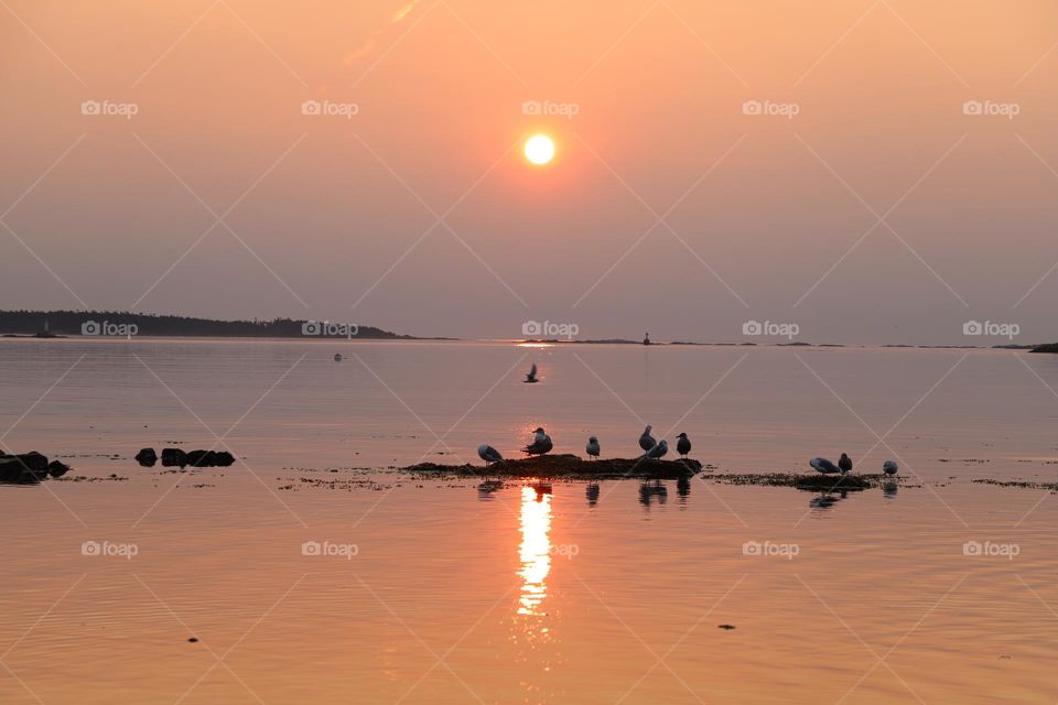 Birds gathering on sunrise 