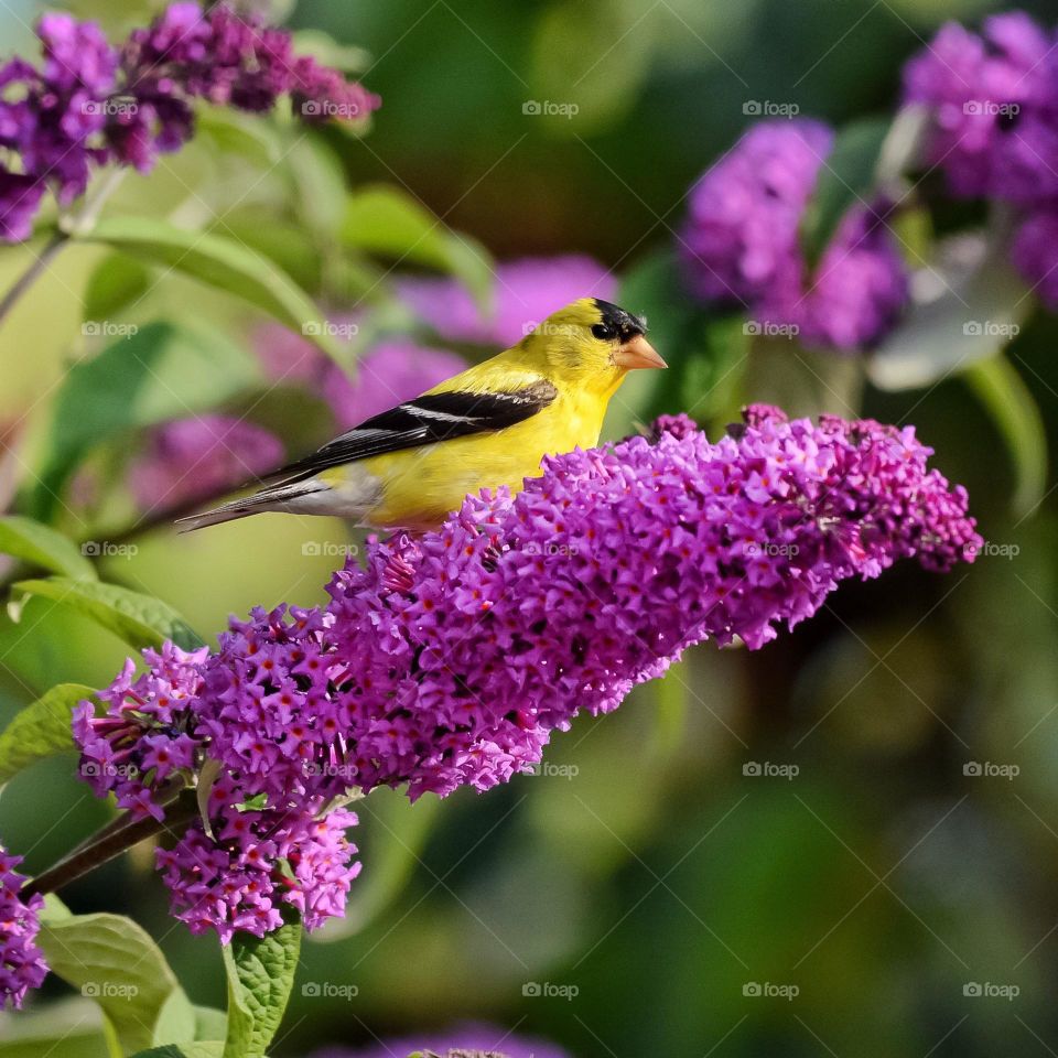 Goldfinch on a butterfly bush
