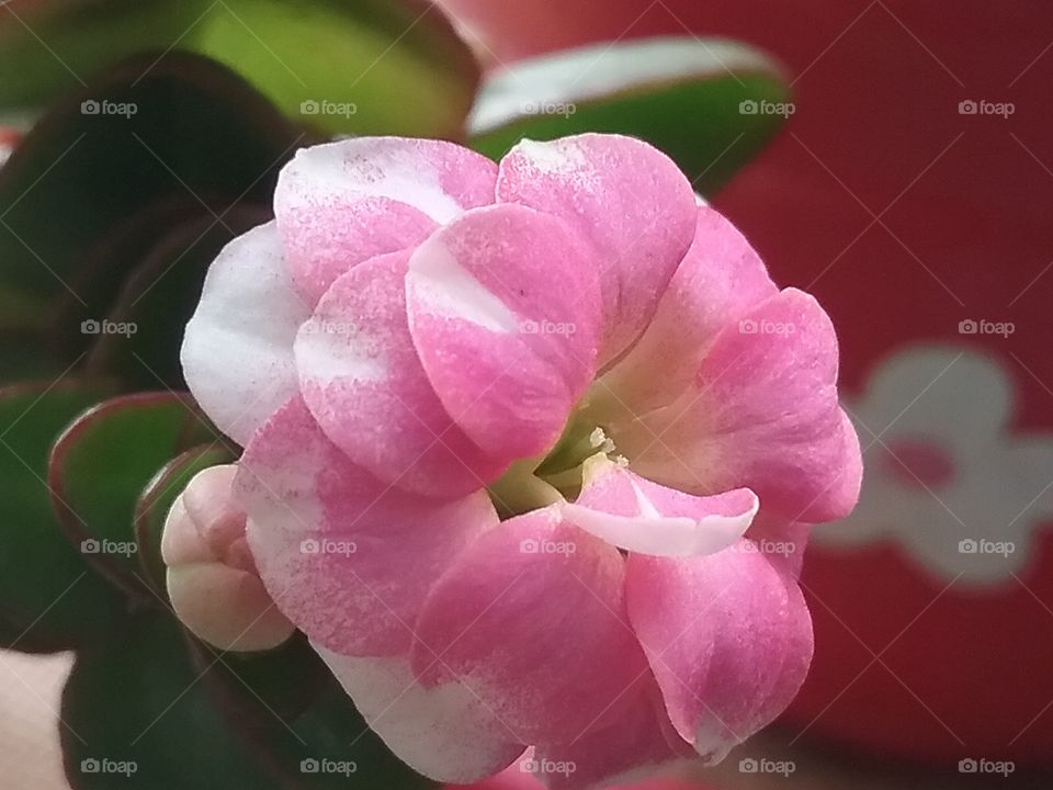 Lovely white pink succulent flower