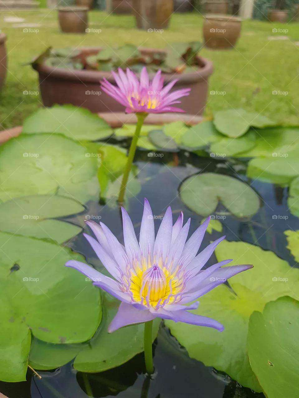 Lotus flower in the garden