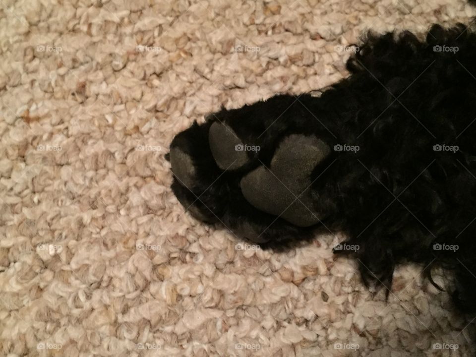 Carpeted dog paw