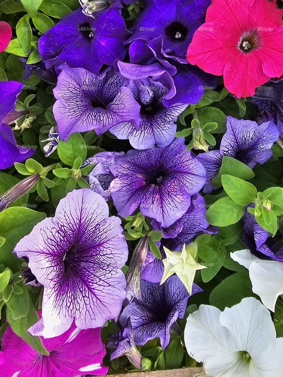 "Late spring flowers; Petunias" Petunias come in a array of colors and patterns but one of the prettiest is the purple one.  Either the plain purple or the veiled purple are favorites among Petunia lovers.