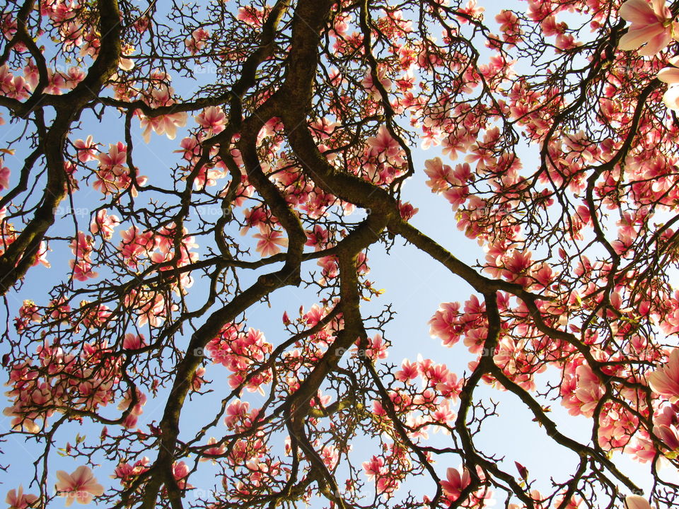 Low angle view of blooming flowers on tree