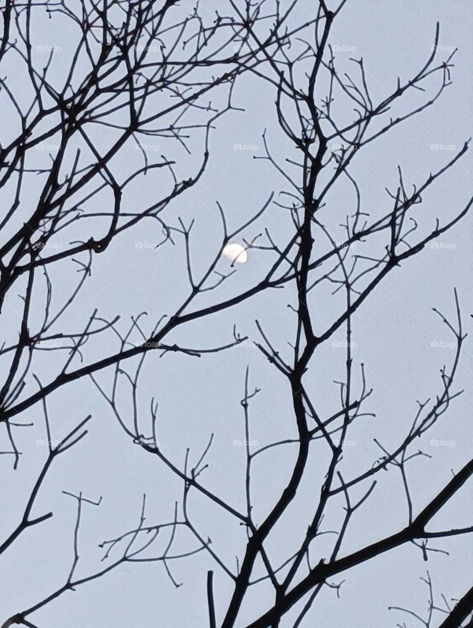 Moon behind tree