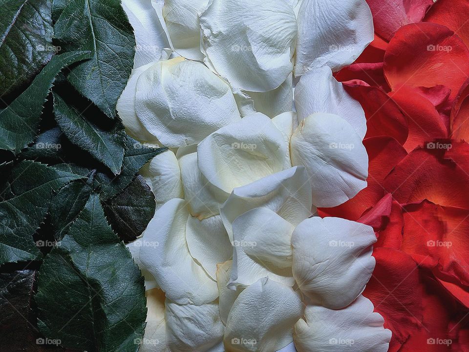 Italian flag. Vertical stripes: green rose leaves, white rose petals, red rose petals