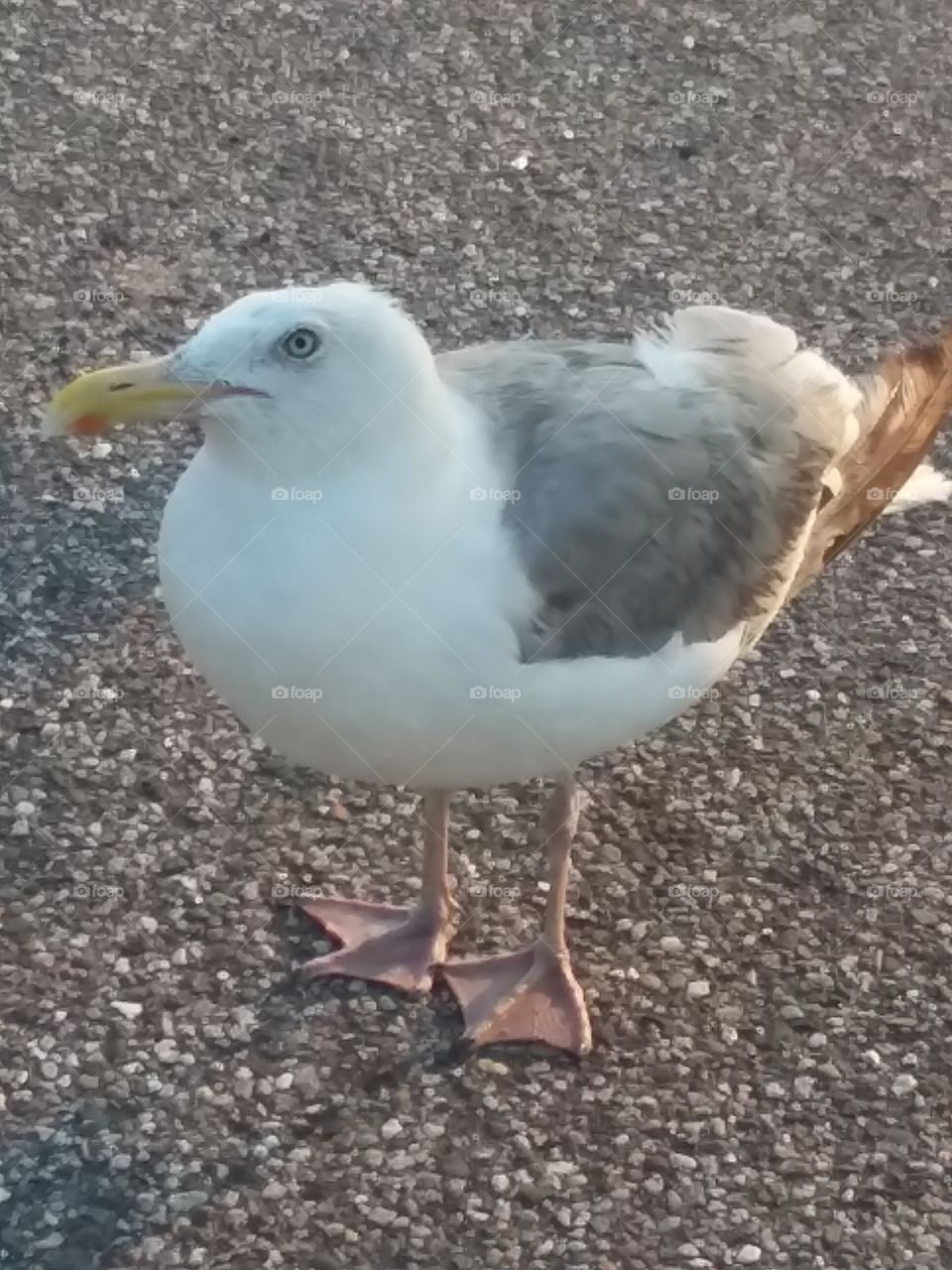 seagull