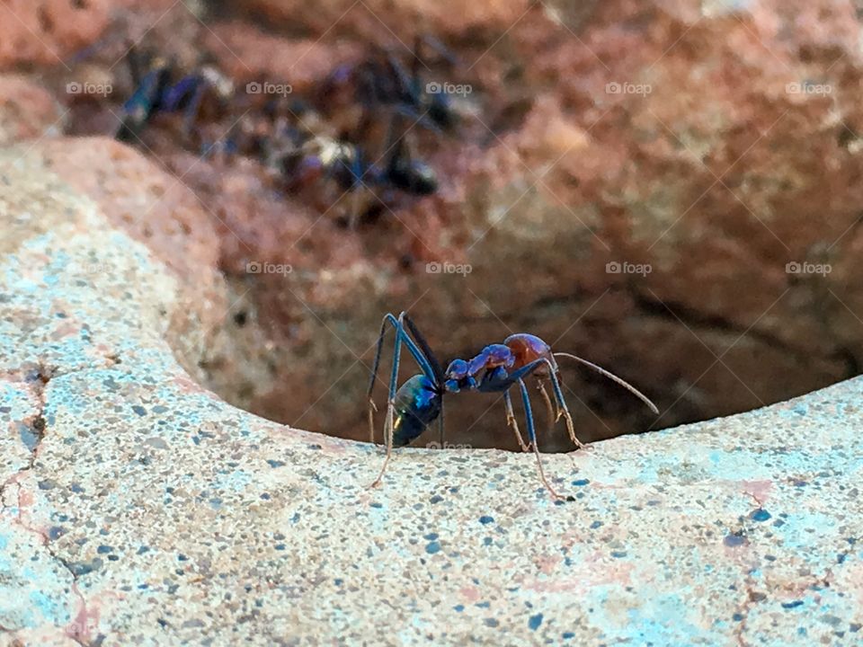 Closeup large colourful bull
Ant pincers edge of nest