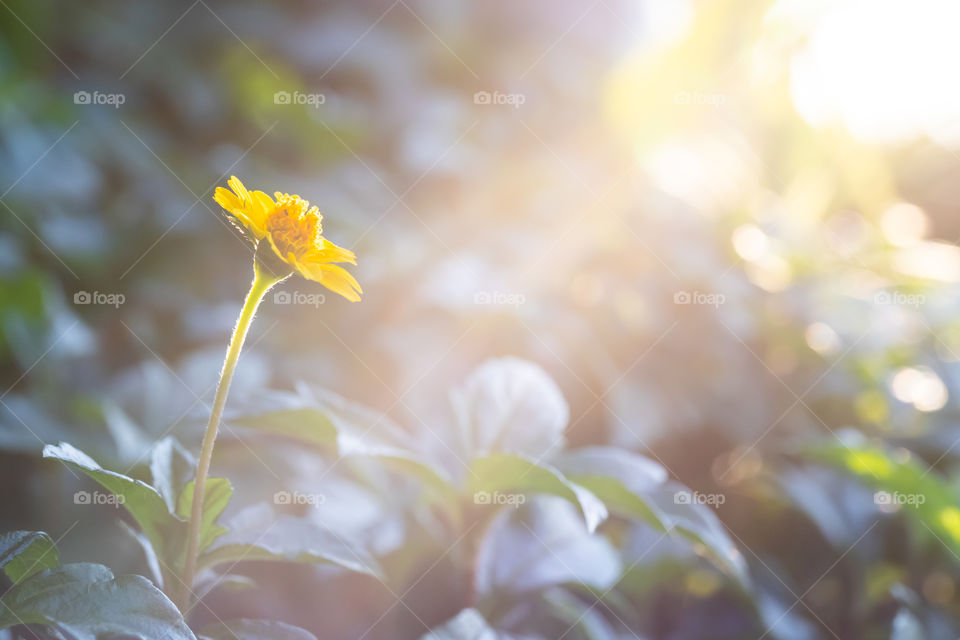 Yellow Singapore daisy on green leaves background
