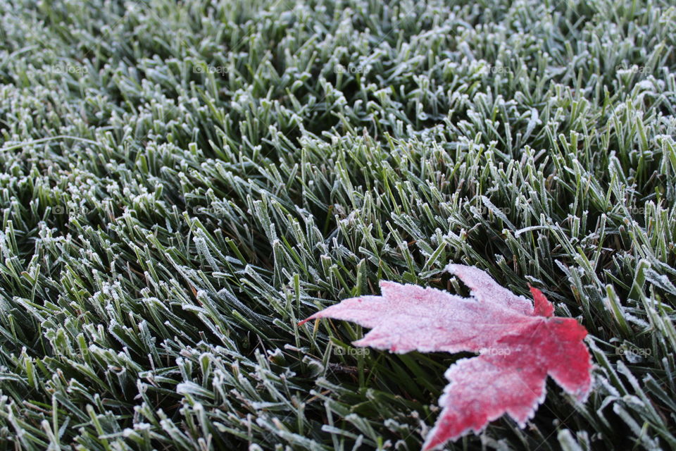 The first frost of autumn