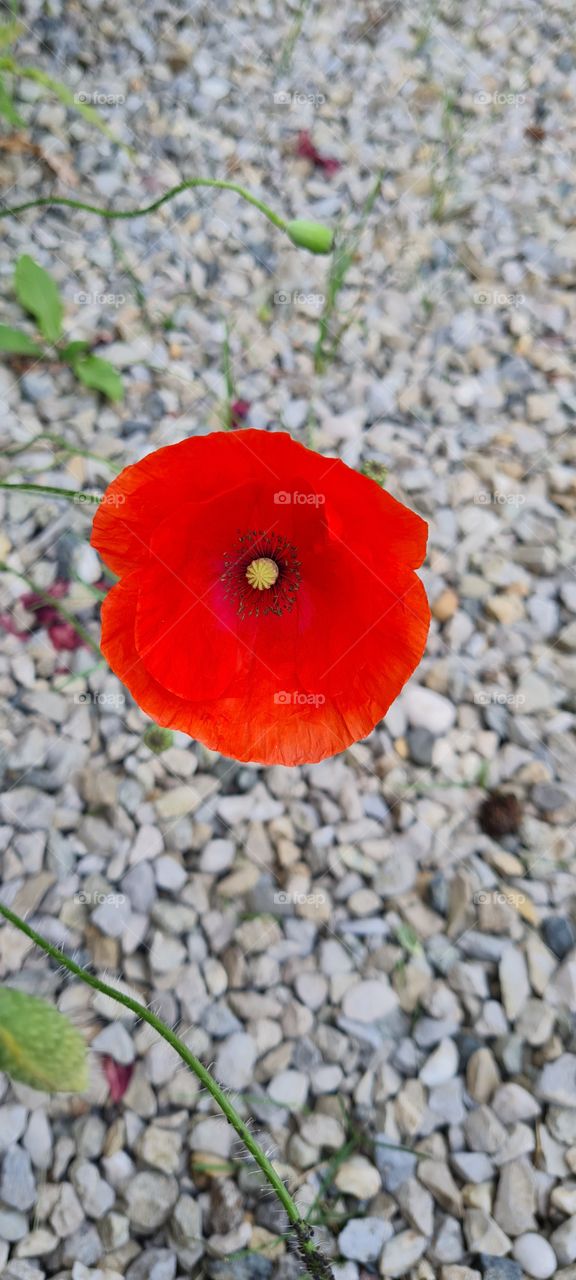 poppies