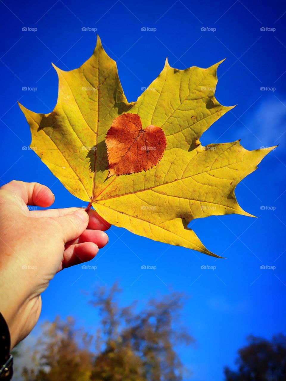 Autumn.  A woman's hand holds a yellow maple leaf against a blue sky.  Attached to the yellow maple leaf is a red linden leaf in the shape of a heart