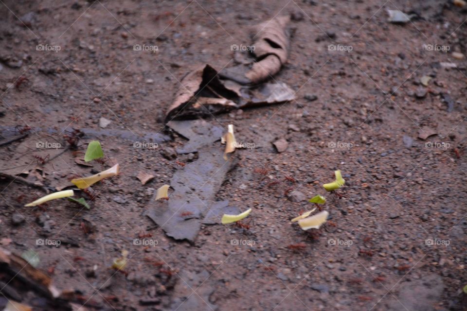 Colony of ants carry foliage for new home