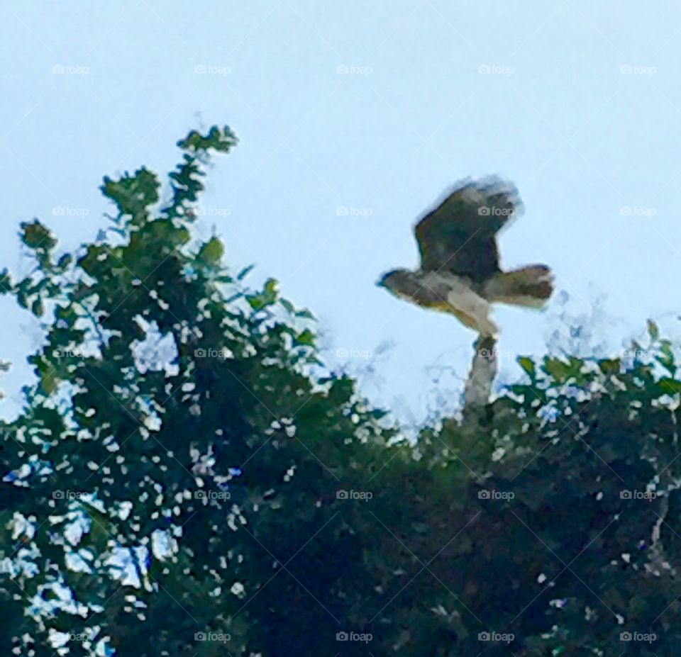 Blurred in Flight, Hawaiian Hawk at Dusk