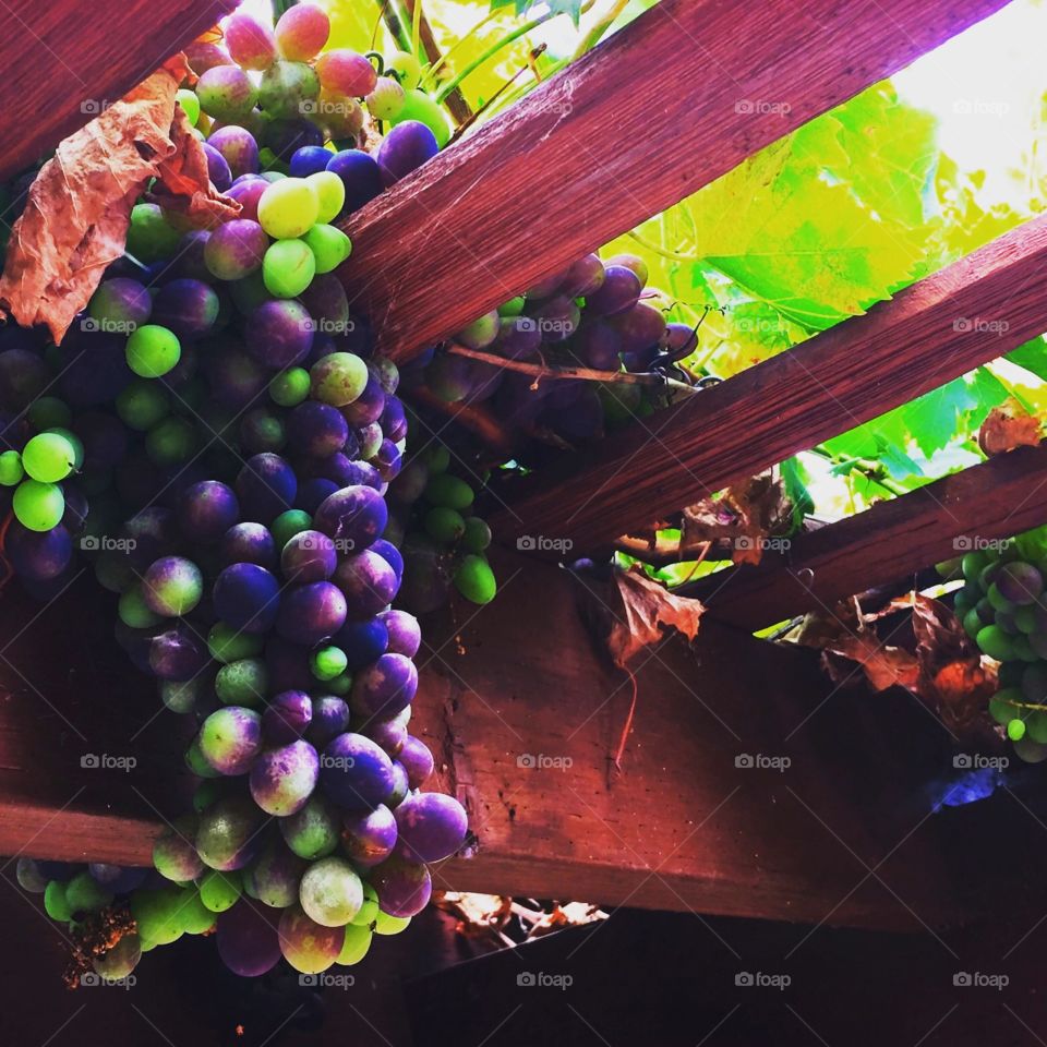 Grapes