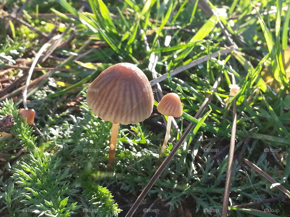 baby mushrooms