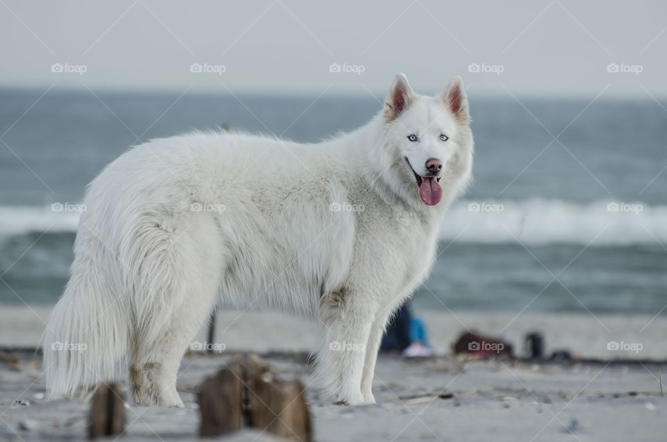 Dog standing on beach looking at camera