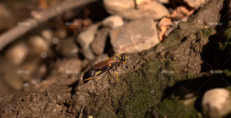 A mud dauber collecting important material for their nests.