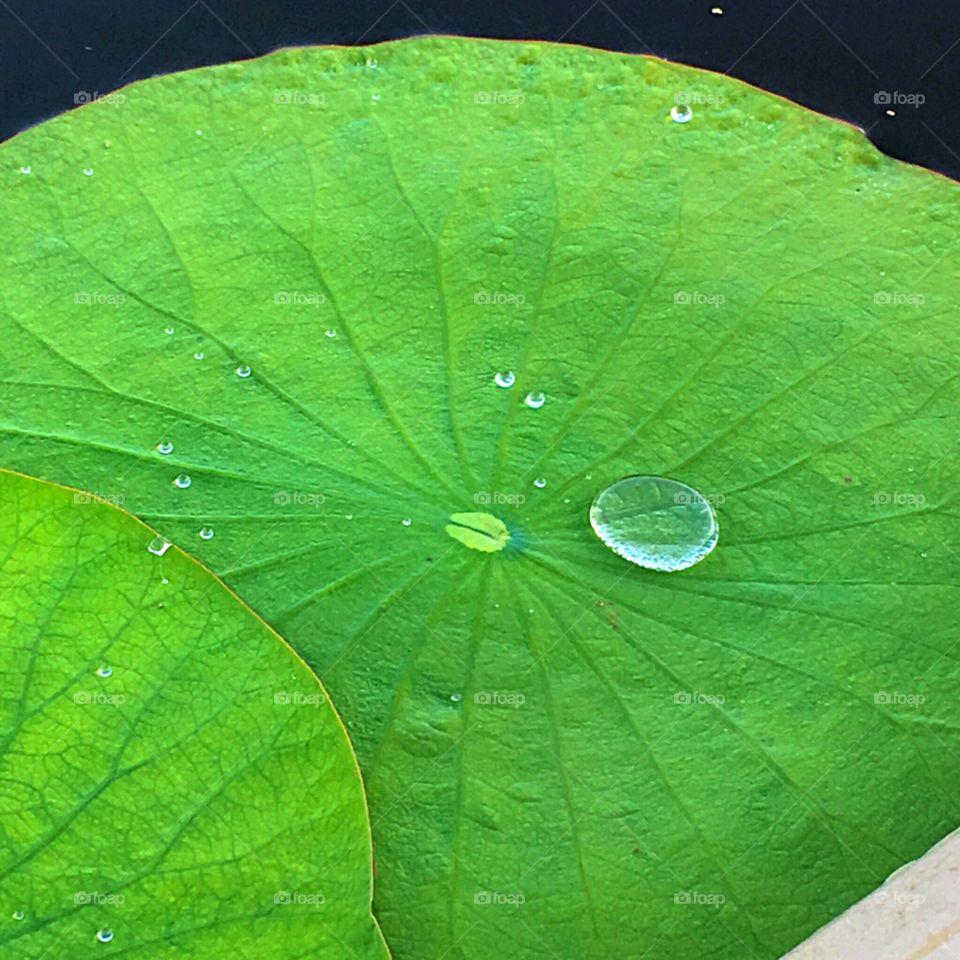 Water droplet on a Lilly pad.