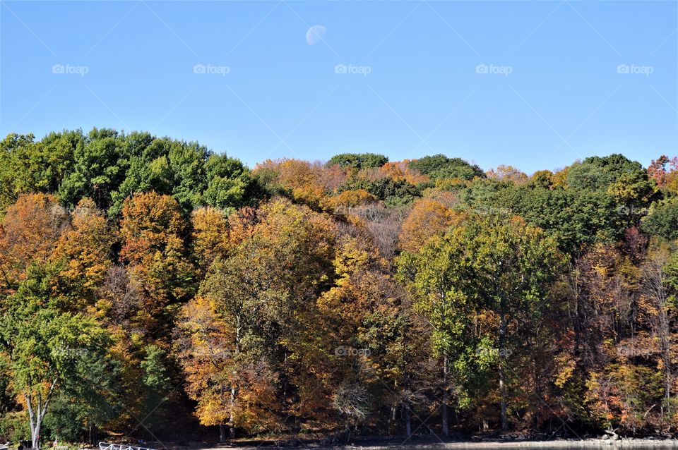 Fall Foliage With The Moon