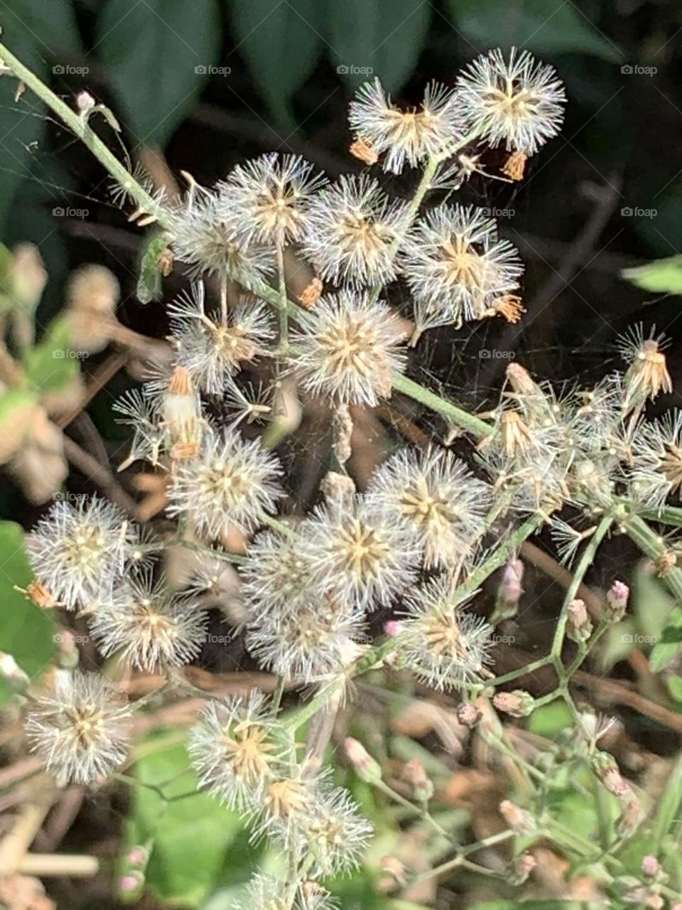 Something about December,My garden (Thailand)