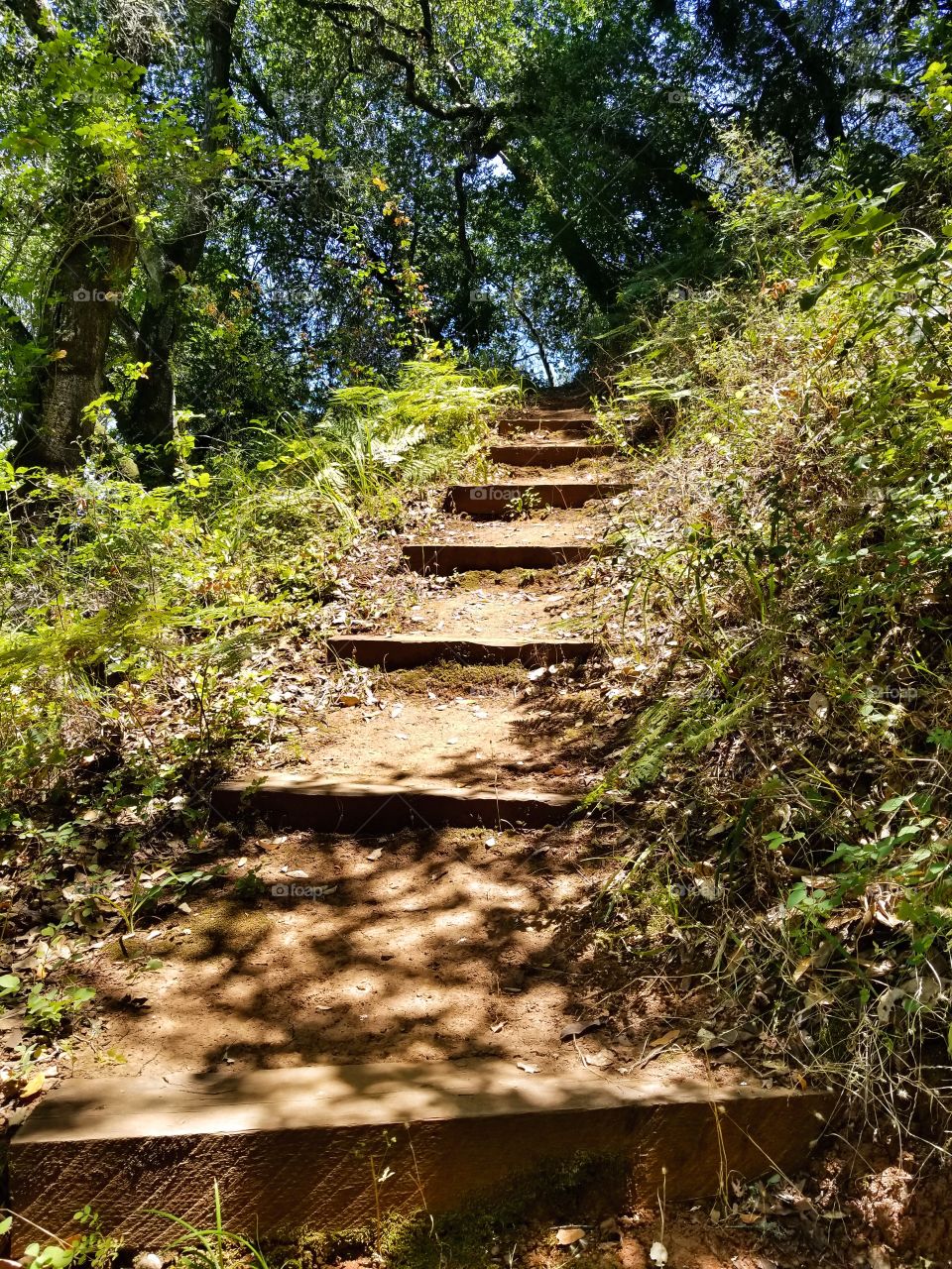 Natural Stairs