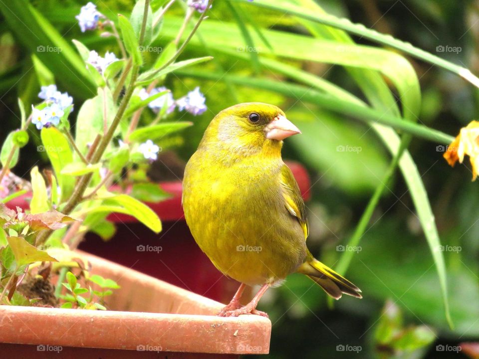 yellow bird