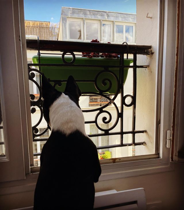 Le chien à la fenêtre