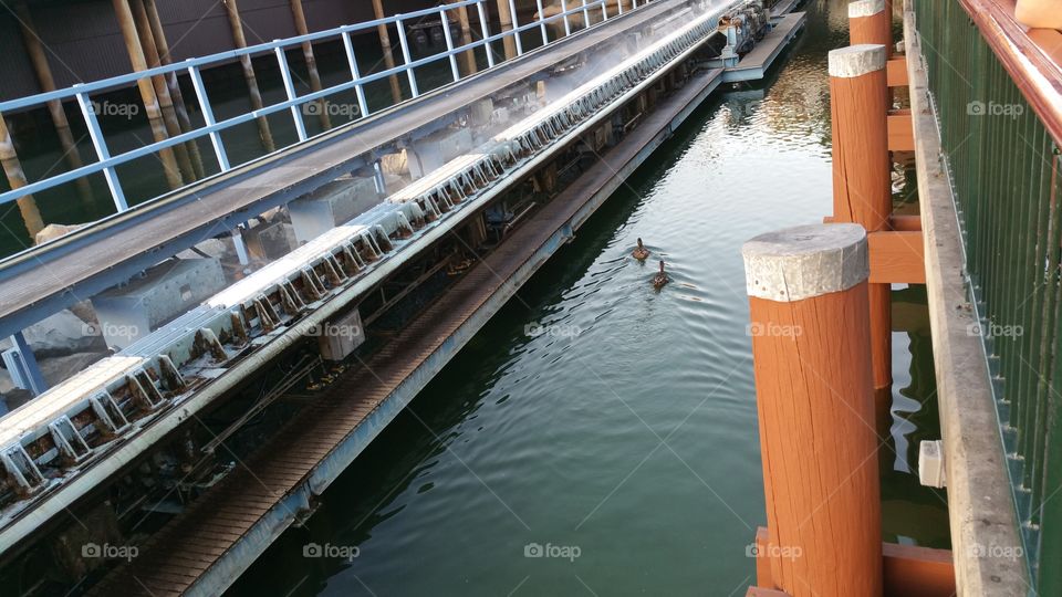 ducks on the water. ducks swimming next to a walk way