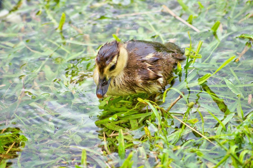 Poor Wet Duckling
