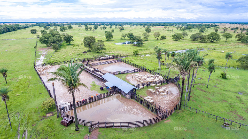 Aerial photo of pantanal farm with cattle. Foto aérea de fazenda do pantanal com gado.