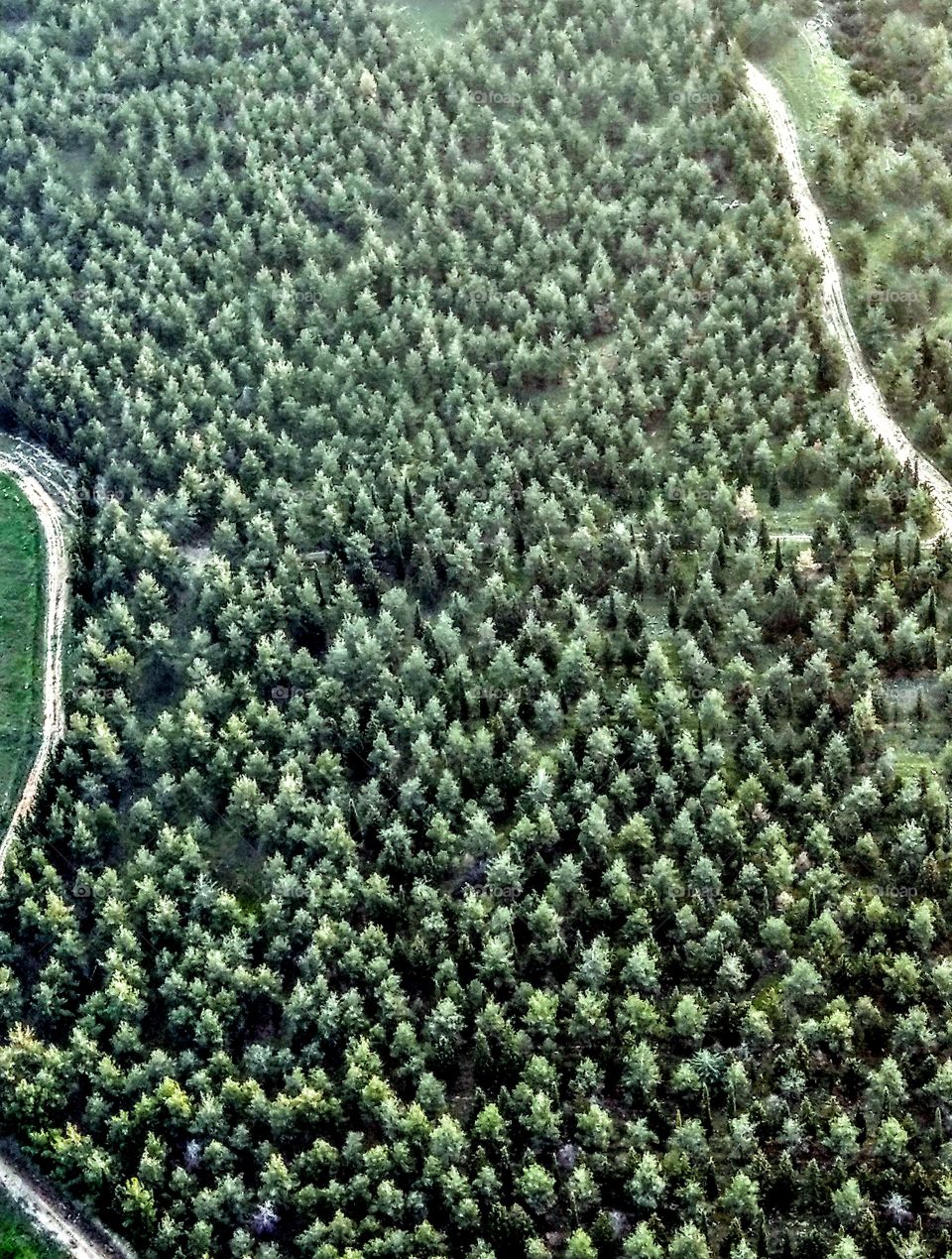 From the hot air balloon, I had a bird's view of the coniferous forest. a plenty of forest is not only beautiful but also useful, beneficial to the earth water and soil conservation, good to tourism and timber industry. this view is great!