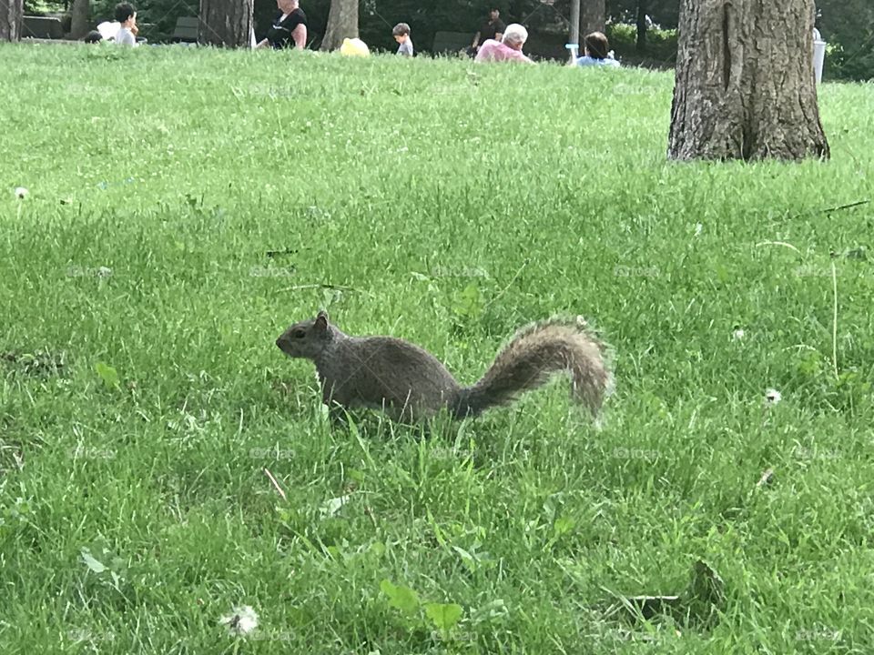 Squirrels 