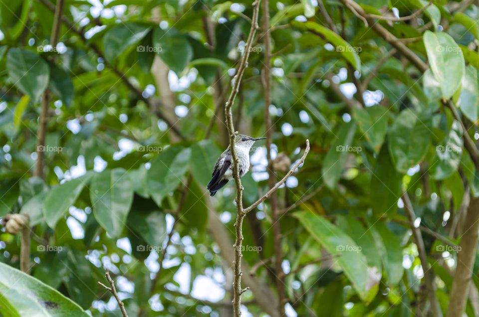 Bird In Tree