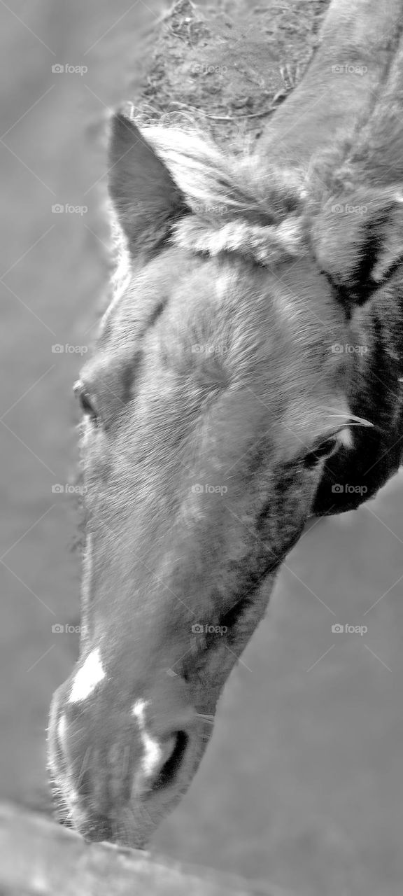 Black and White Photo of Horse