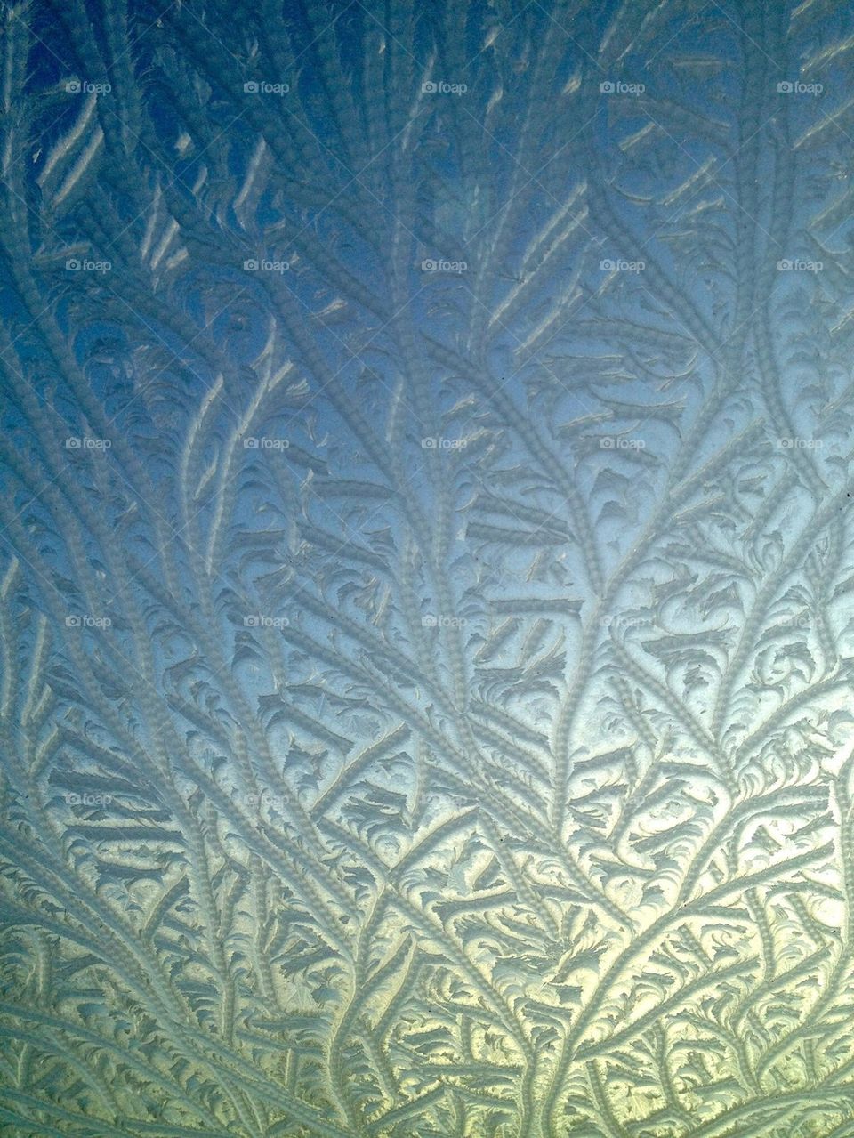 Ice flowers on a window