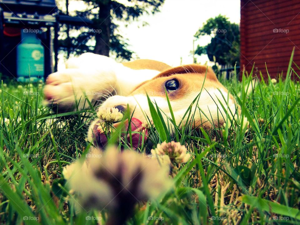 Beagle. Our puppy beagle hiding in the garden