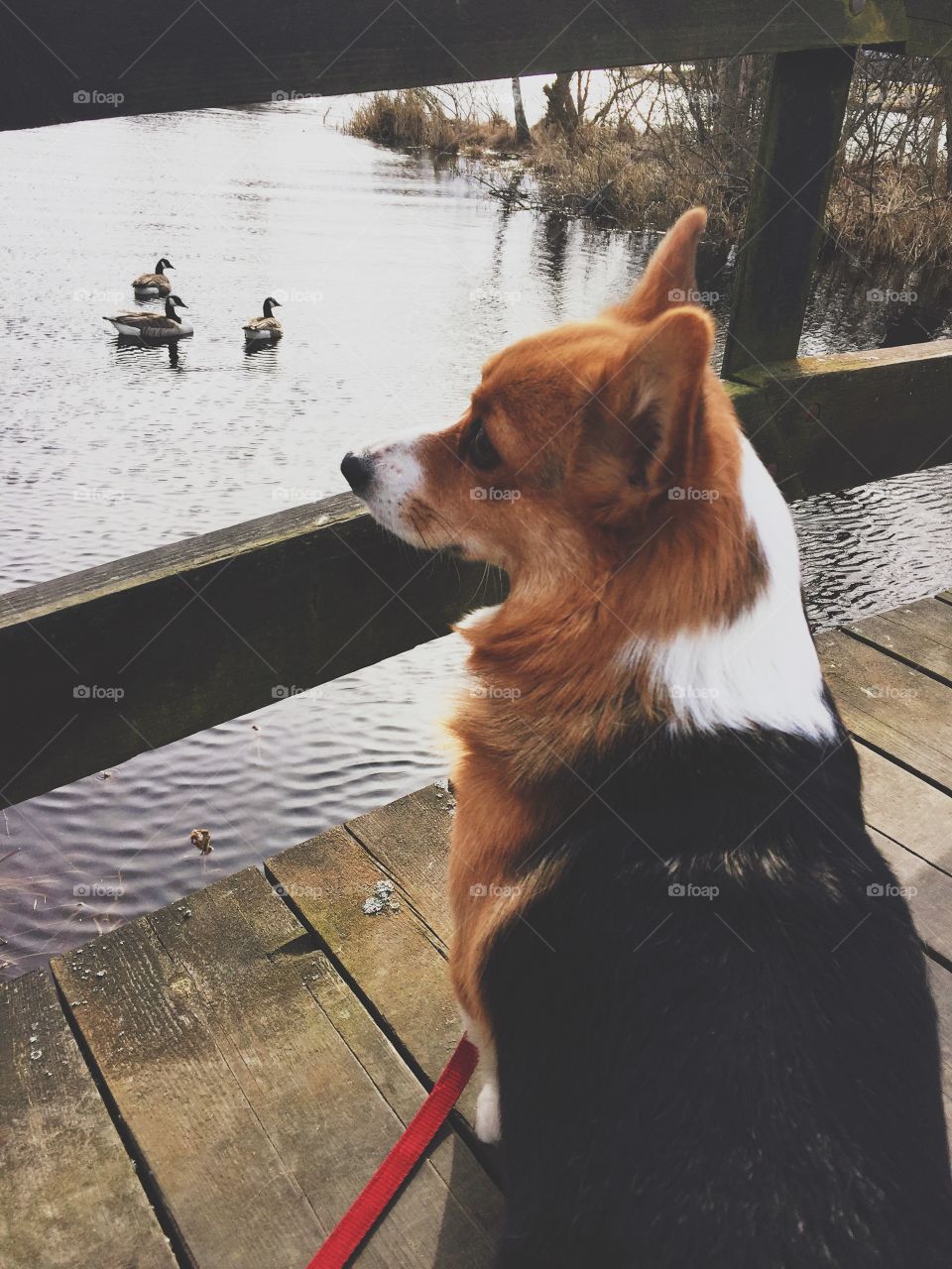 Cute dog on a walk in the park