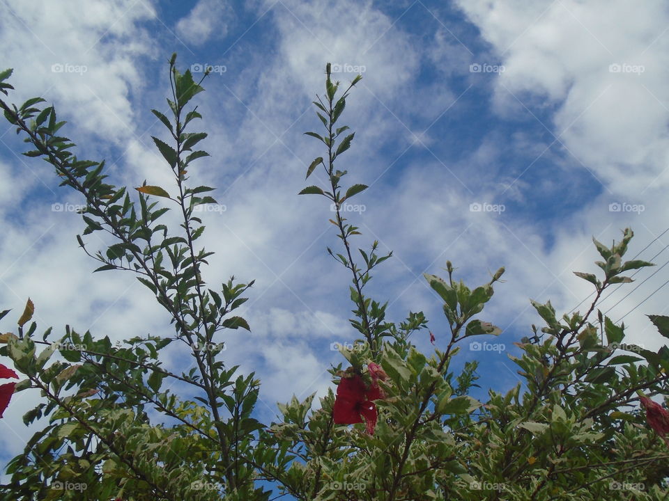 NATURE, ENVIRONMENT, TREES, PLANT.